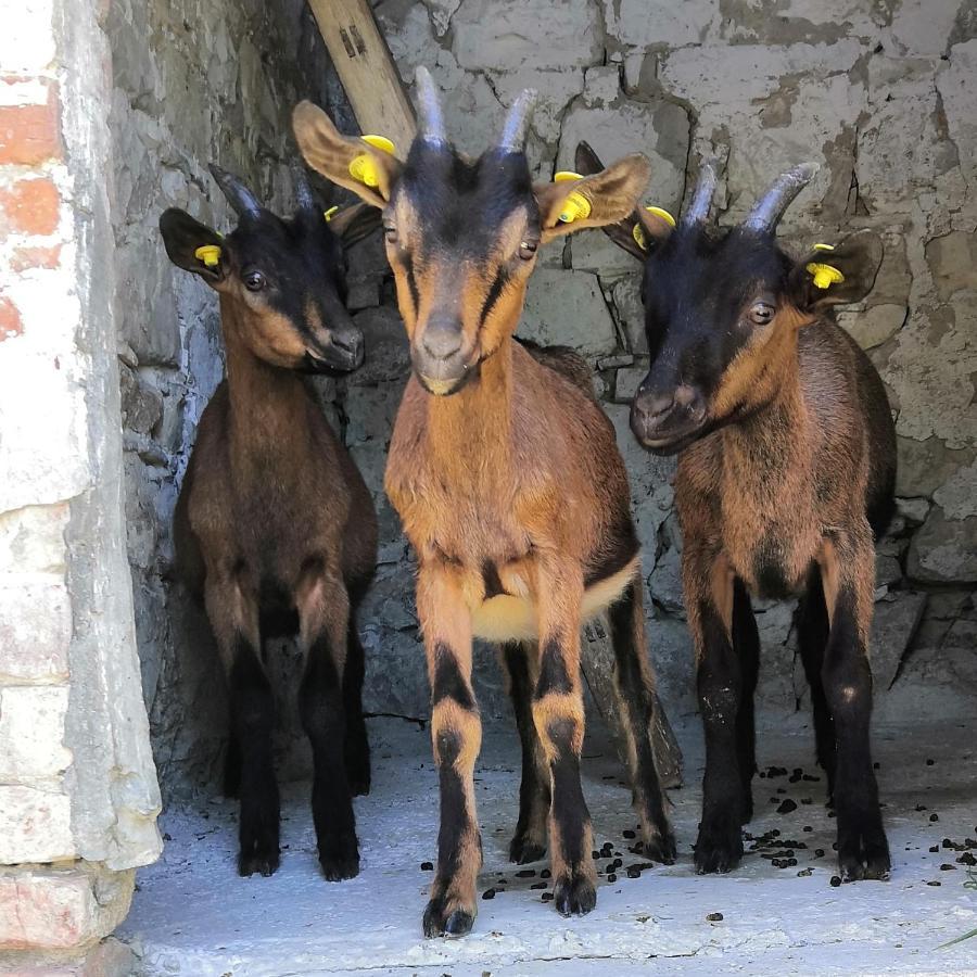 B&B Demetra Solignano Dış mekan fotoğraf